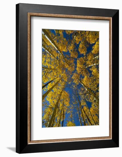 Utah, Autumn Aspen and Sky, Big Cottonwood Canyon, Wasatch Range-Judith Zimmerman-Framed Photographic Print