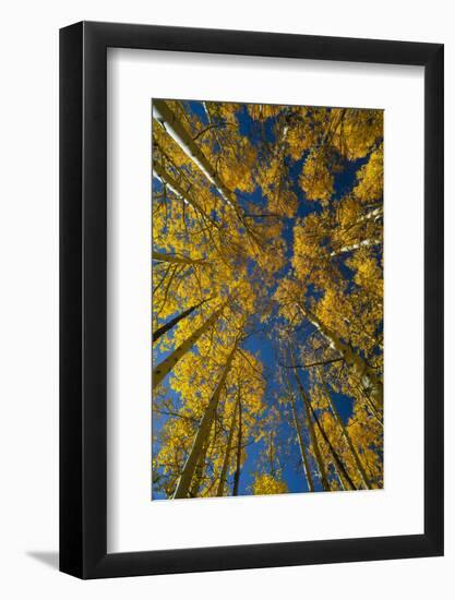 Utah, Autumn Aspen and Sky, Big Cottonwood Canyon, Wasatch Range-Judith Zimmerman-Framed Photographic Print