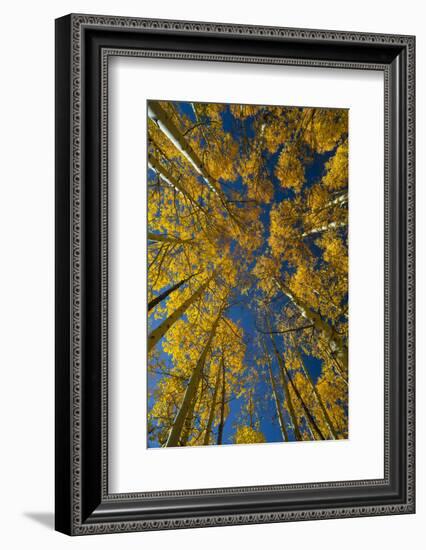 Utah, Autumn Aspen and Sky, Big Cottonwood Canyon, Wasatch Range-Judith Zimmerman-Framed Photographic Print