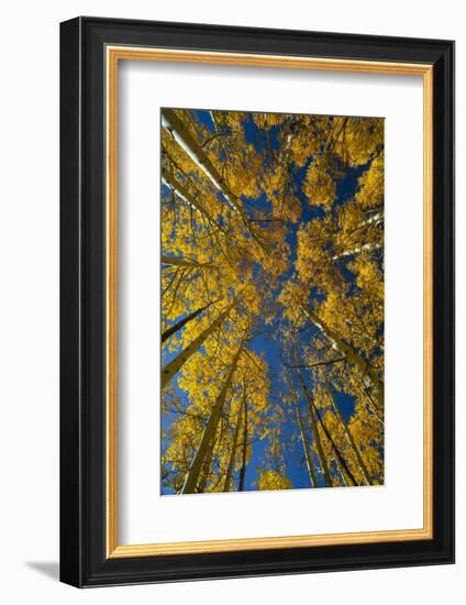 Utah, Autumn Aspen and Sky, Big Cottonwood Canyon, Wasatch Range-Judith Zimmerman-Framed Photographic Print