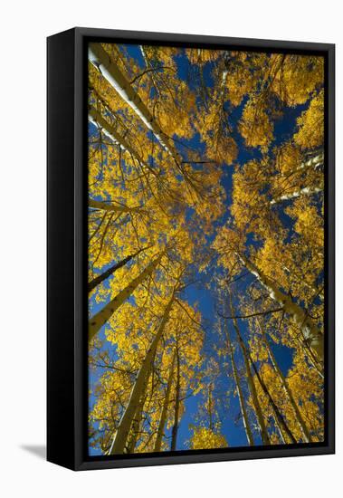 Utah, Autumn Aspen and Sky, Big Cottonwood Canyon, Wasatch Range-Judith Zimmerman-Framed Premier Image Canvas