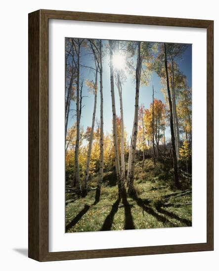 Utah, Autumn Colors of Aspen Trees (Populus Tremuloides) in the NF-Christopher Talbot Frank-Framed Photographic Print