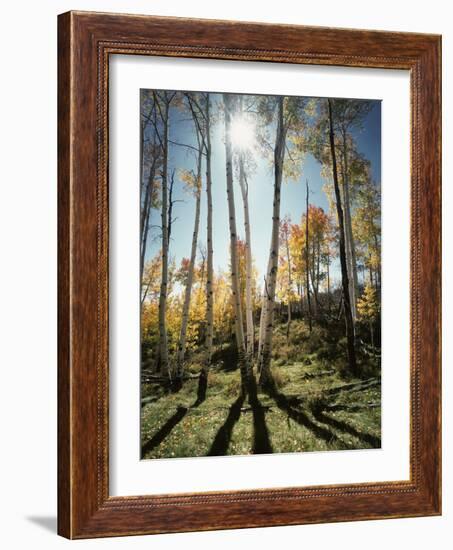 Utah, Autumn Colors of Aspen Trees (Populus Tremuloides) in the NF-Christopher Talbot Frank-Framed Photographic Print