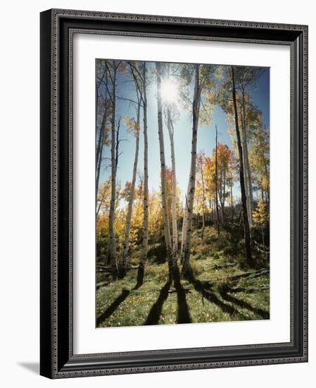 Utah, Autumn Colors of Aspen Trees (Populus Tremuloides) in the NF-Christopher Talbot Frank-Framed Photographic Print