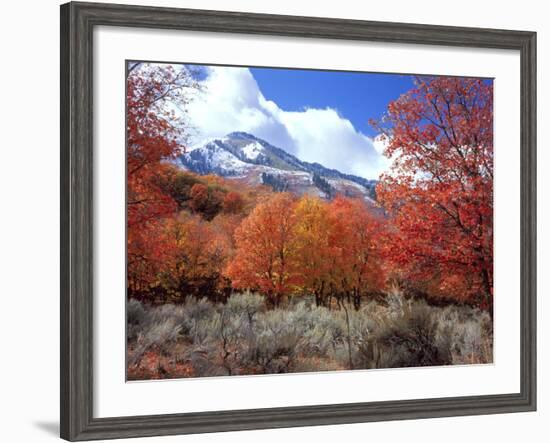 Utah. Bigtooth Maple Trees in Autumn in the Wellsville Mountains-Scott T. Smith-Framed Photographic Print