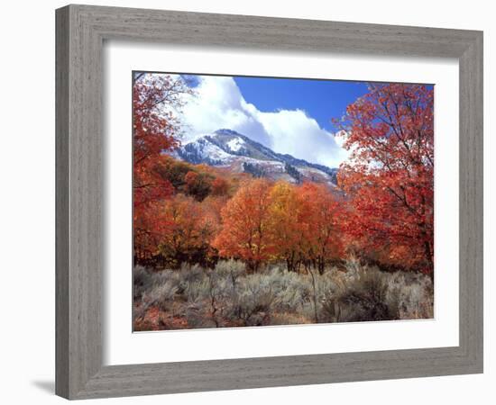 Utah. Bigtooth Maple Trees in Autumn in the Wellsville Mountains-Scott T. Smith-Framed Photographic Print