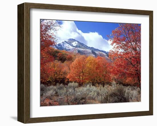 Utah. Bigtooth Maple Trees in Autumn in the Wellsville Mountains-Scott T. Smith-Framed Photographic Print
