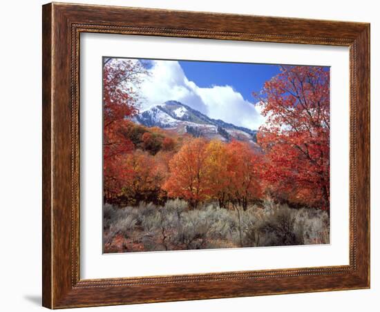 Utah. Bigtooth Maple Trees in Autumn in the Wellsville Mountains-Scott T. Smith-Framed Photographic Print