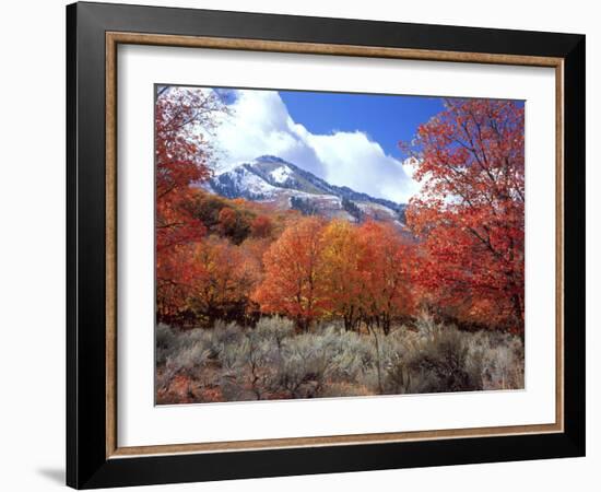 Utah. Bigtooth Maple Trees in Autumn in the Wellsville Mountains-Scott T. Smith-Framed Photographic Print