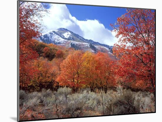 Utah. Bigtooth Maple Trees in Autumn in the Wellsville Mountains-Scott T. Smith-Mounted Photographic Print