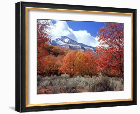 Utah. Bigtooth Maple Trees in Autumn in the Wellsville Mountains-Scott T. Smith-Framed Photographic Print