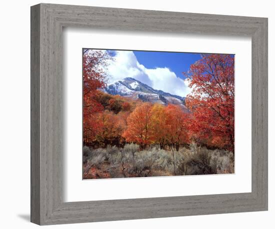 Utah. Bigtooth Maple Trees in Autumn in the Wellsville Mountains-Scott T. Smith-Framed Photographic Print