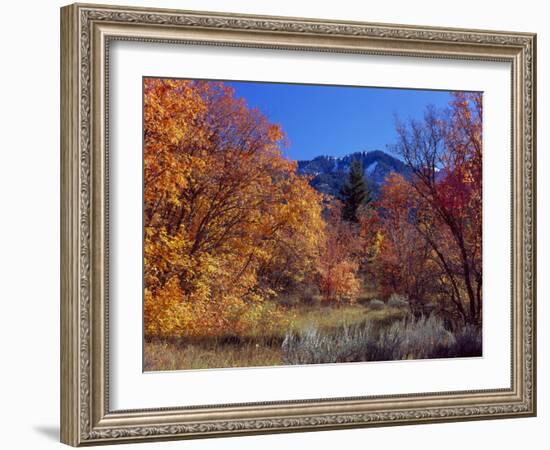 Utah. Bigtooth Maples in Autumn Below Logan Peak. Uinta-Wasatch-Cache-Scott T. Smith-Framed Photographic Print