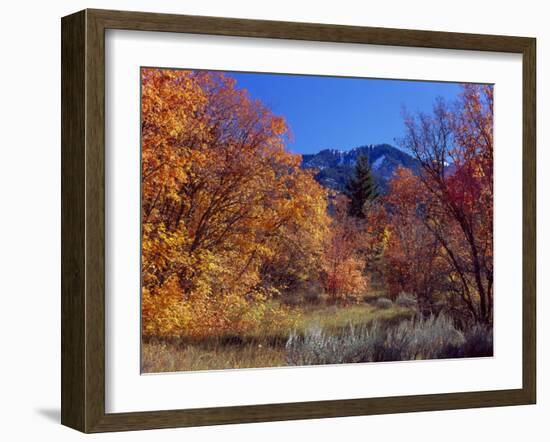 Utah. Bigtooth Maples in Autumn Below Logan Peak. Uinta-Wasatch-Cache-Scott T. Smith-Framed Photographic Print