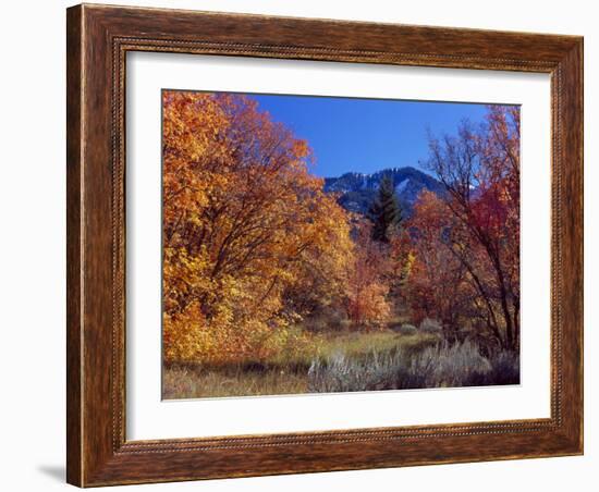 Utah. Bigtooth Maples in Autumn Below Logan Peak. Uinta-Wasatch-Cache-Scott T. Smith-Framed Photographic Print