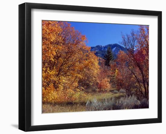 Utah. Bigtooth Maples in Autumn Below Logan Peak. Uinta-Wasatch-Cache-Scott T. Smith-Framed Photographic Print
