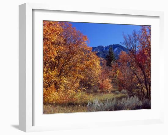 Utah. Bigtooth Maples in Autumn Below Logan Peak. Uinta-Wasatch-Cache-Scott T. Smith-Framed Photographic Print