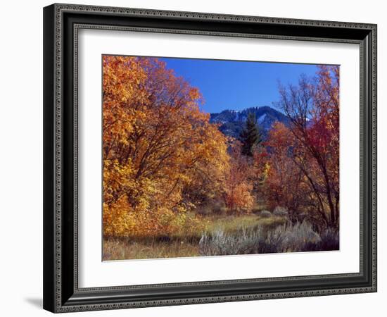 Utah. Bigtooth Maples in Autumn Below Logan Peak. Uinta-Wasatch-Cache-Scott T. Smith-Framed Photographic Print