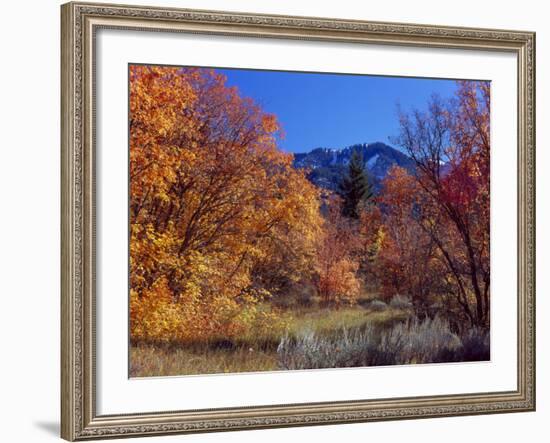 Utah. Bigtooth Maples in Autumn Below Logan Peak. Uinta-Wasatch-Cache-Scott T. Smith-Framed Photographic Print