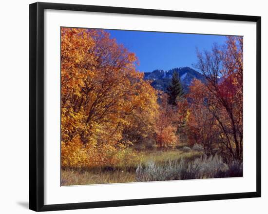 Utah. Bigtooth Maples in Autumn Below Logan Peak. Uinta-Wasatch-Cache-Scott T. Smith-Framed Photographic Print