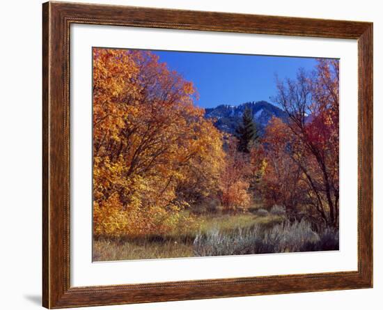 Utah. Bigtooth Maples in Autumn Below Logan Peak. Uinta-Wasatch-Cache-Scott T. Smith-Framed Photographic Print