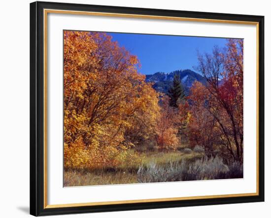 Utah. Bigtooth Maples in Autumn Below Logan Peak. Uinta-Wasatch-Cache-Scott T. Smith-Framed Photographic Print