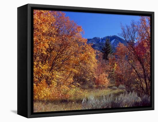 Utah. Bigtooth Maples in Autumn Below Logan Peak. Uinta-Wasatch-Cache-Scott T. Smith-Framed Premier Image Canvas