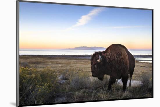 Utah Bison-Jason Savage-Mounted Art Print