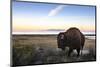 Utah Bison-Jason Savage-Mounted Art Print