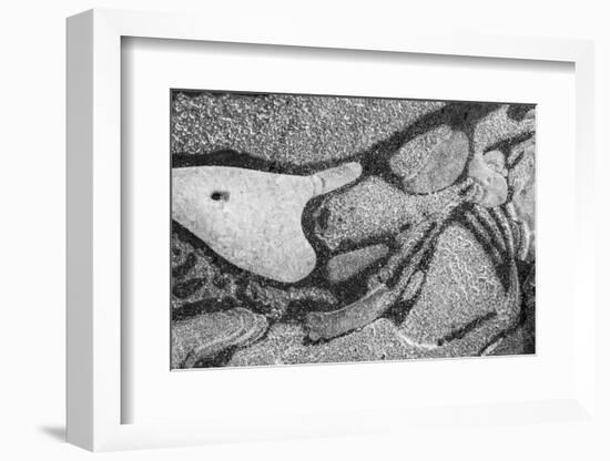 Utah. Black and White Image of Abstract Design of Frozen Bubble Patterns in Stream, Near Moab-Judith Zimmerman-Framed Photographic Print