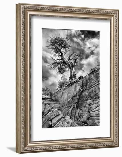 Utah. Black and White Image of Desert Juniper Tree Growing Out of a Canyon Wall, Cedar Mesa-Judith Zimmerman-Framed Photographic Print