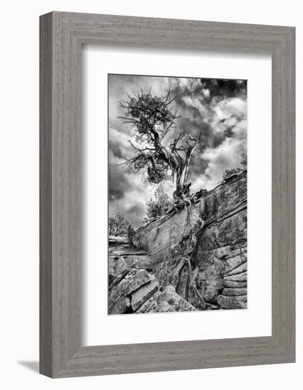 Utah. Black and White Image of Desert Juniper Tree Growing Out of a Canyon Wall, Cedar Mesa-Judith Zimmerman-Framed Photographic Print
