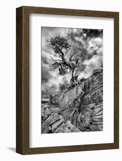 Utah. Black and White Image of Desert Juniper Tree Growing Out of a Canyon Wall, Cedar Mesa-Judith Zimmerman-Framed Photographic Print