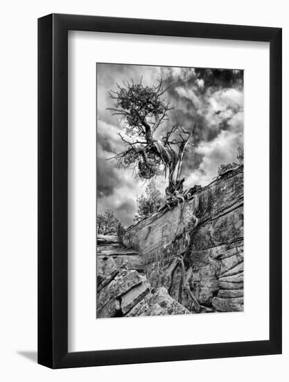 Utah. Black and White Image of Desert Juniper Tree Growing Out of a Canyon Wall, Cedar Mesa-Judith Zimmerman-Framed Photographic Print