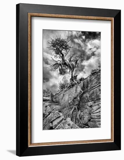 Utah. Black and White Image of Desert Juniper Tree Growing Out of a Canyon Wall, Cedar Mesa-Judith Zimmerman-Framed Photographic Print