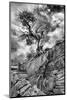 Utah. Black and White Image of Desert Juniper Tree Growing Out of a Canyon Wall, Cedar Mesa-Judith Zimmerman-Mounted Photographic Print