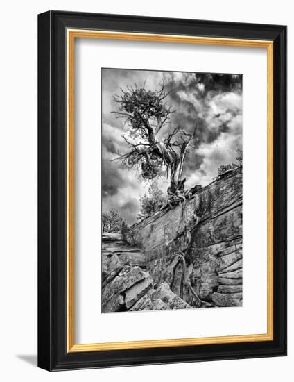 Utah. Black and White Image of Desert Juniper Tree Growing Out of a Canyon Wall, Cedar Mesa-Judith Zimmerman-Framed Photographic Print