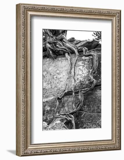 Utah. Black and White Image of Desert Juniper Tree Growing Out of a Canyon Wall-Judith Zimmerman-Framed Photographic Print