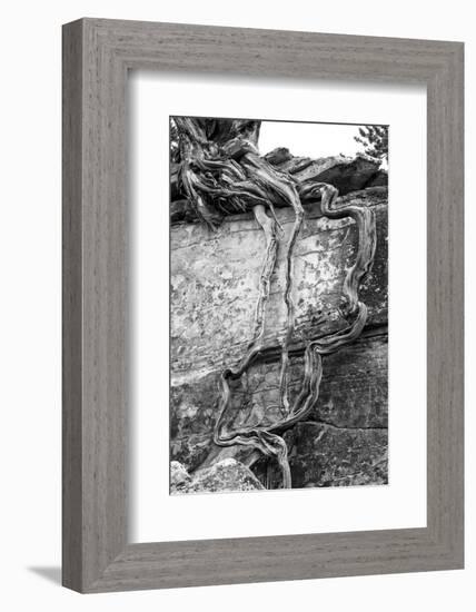 Utah. Black and White Image of Desert Juniper Tree Growing Out of a Canyon Wall-Judith Zimmerman-Framed Photographic Print