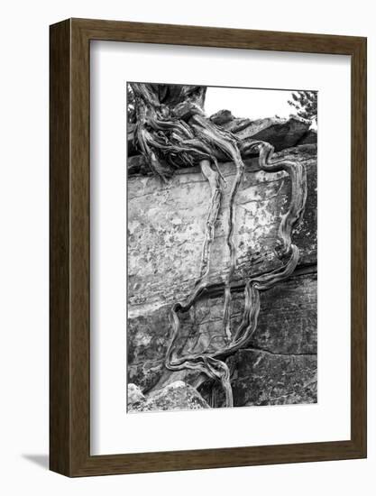 Utah. Black and White Image of Desert Juniper Tree Growing Out of a Canyon Wall-Judith Zimmerman-Framed Photographic Print