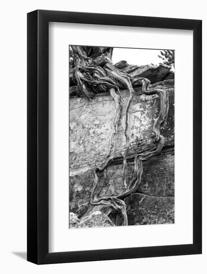 Utah. Black and White Image of Desert Juniper Tree Growing Out of a Canyon Wall-Judith Zimmerman-Framed Photographic Print