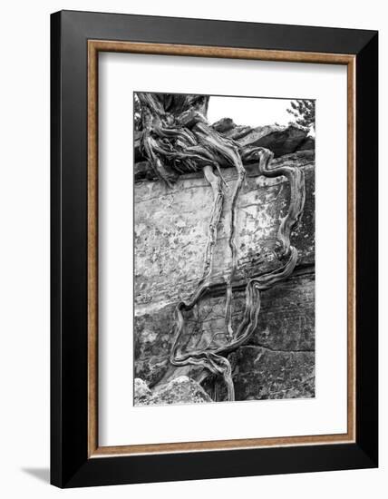 Utah. Black and White Image of Desert Juniper Tree Growing Out of a Canyon Wall-Judith Zimmerman-Framed Photographic Print