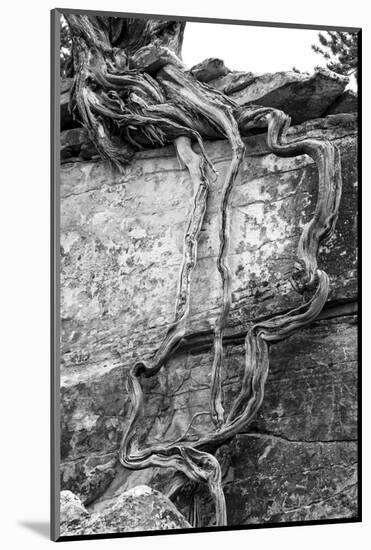 Utah. Black and White Image of Desert Juniper Tree Growing Out of a Canyon Wall-Judith Zimmerman-Mounted Photographic Print
