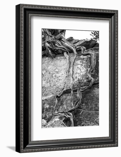 Utah. Black and White Image of Desert Juniper Tree Growing Out of a Canyon Wall-Judith Zimmerman-Framed Photographic Print