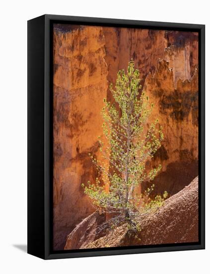 Utah, Bryce Canyon National Park, Bryce Canyon and Hoodoos-Jamie And Judy Wild-Framed Premier Image Canvas