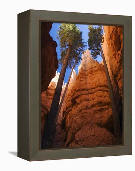 Utah, Bryce Canyon National Park, Douglas Fir Trees in Slot Canyon, USA-John Warburton-lee-Framed Premier Image Canvas