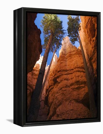 Utah, Bryce Canyon National Park, Douglas Fir Trees in Slot Canyon, USA-John Warburton-lee-Framed Premier Image Canvas