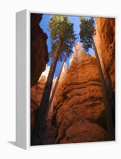 Utah, Bryce Canyon National Park, Douglas Fir Trees in Slot Canyon, USA-John Warburton-lee-Framed Premier Image Canvas