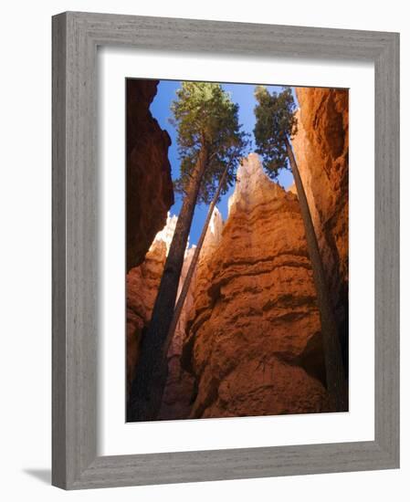 Utah, Bryce Canyon National Park, Douglas Fir Trees in Slot Canyon, USA-John Warburton-lee-Framed Photographic Print