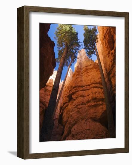 Utah, Bryce Canyon National Park, Douglas Fir Trees in Slot Canyon, USA-John Warburton-lee-Framed Photographic Print